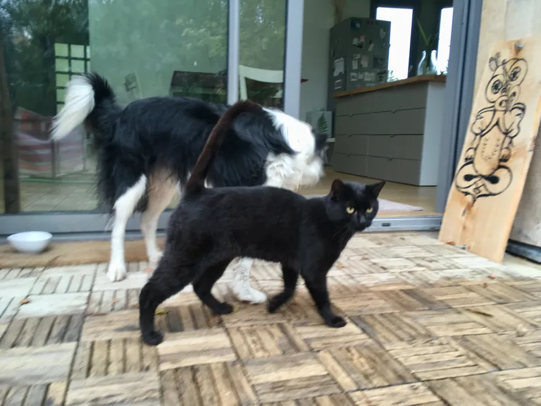 Chat trouvé