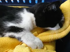 Chat trouvé Croisé