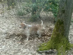Chien perdu Beagle