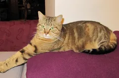 Chat perdu Européen