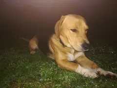 Chien trouvé Beagle