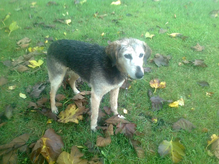 Chien trouvé