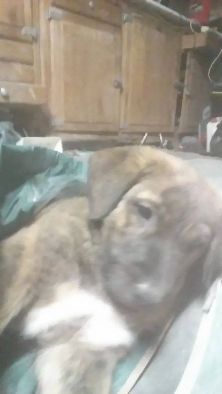 Chien trouvé