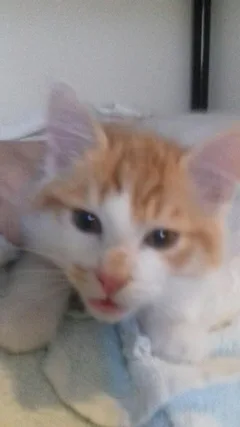 Chat trouvé Européen