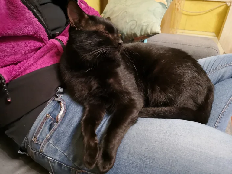 Chat trouvé