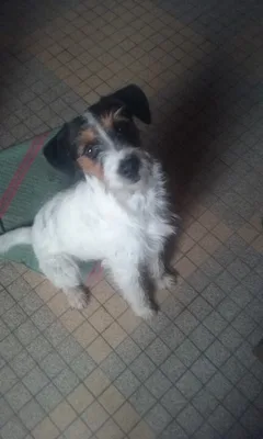 Chien trouvé Fox-Terrier