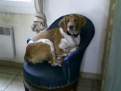 Chien perdu Epagneul Breton