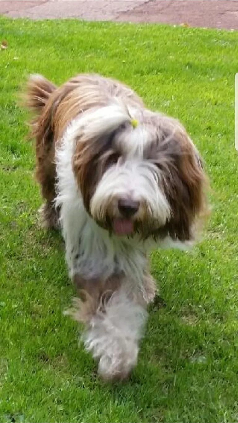 Achille