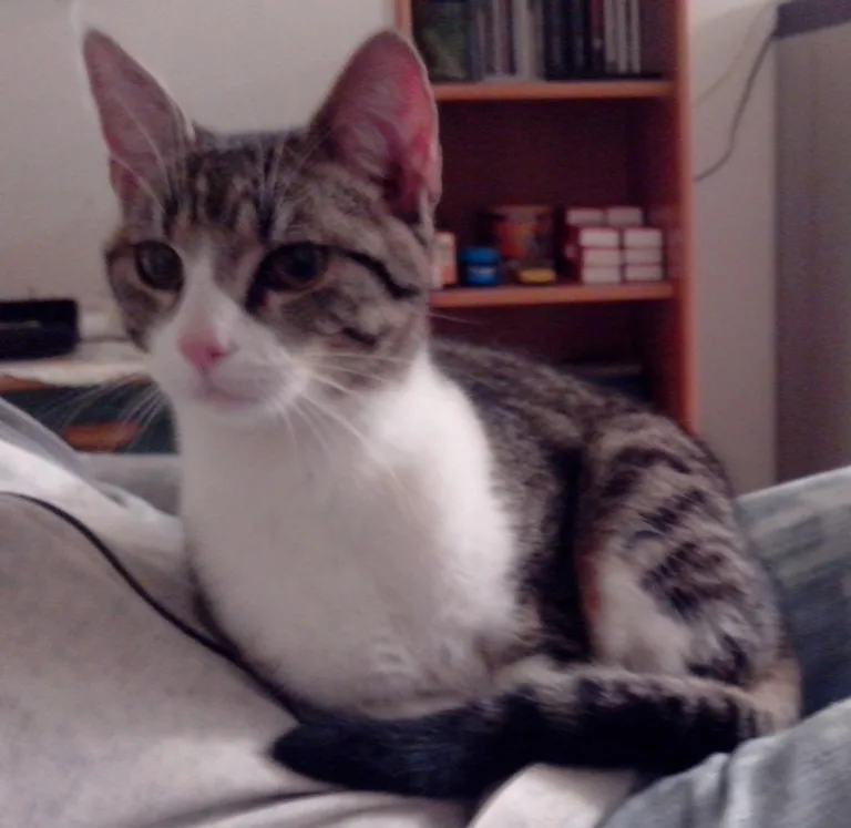 Chat trouvé