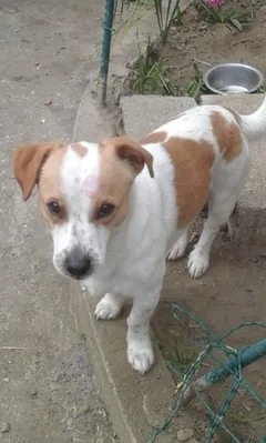 Chien perdu Jack-Russell-Terrier