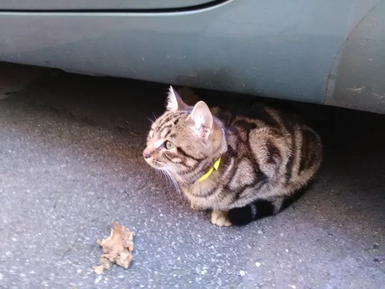 Chat trouvé