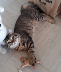 Chat perdu Chat Tigre