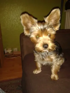 Chien perdu Yorkshire Terrier