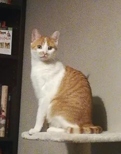 Chat perdu Européen
