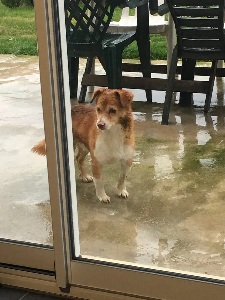 Chien trouvé