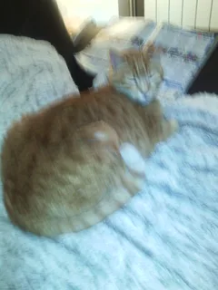 Chat perdu Européen