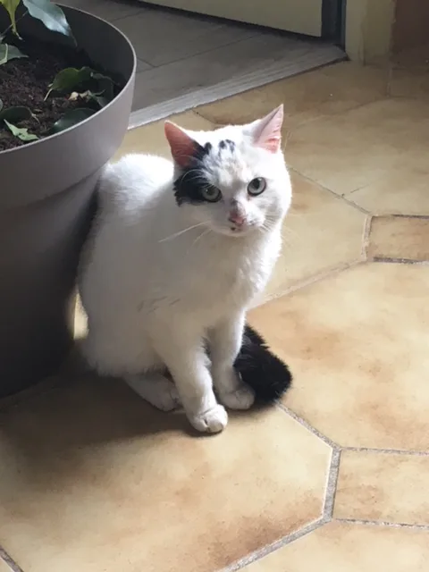 Chat trouvé