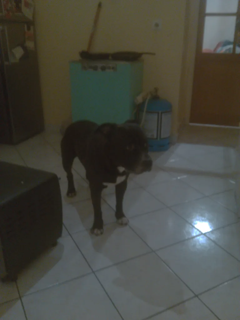 Chien trouvé