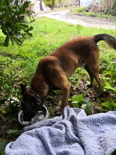 Chien trouvé Berger Belge