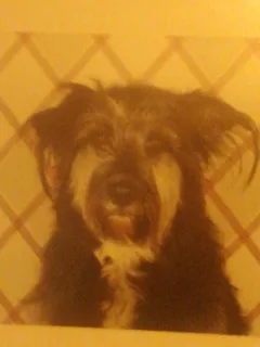 Chien perdu Griffon Nivernais