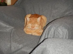 Chat trouvé Européen