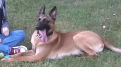 Chien perdu Berger Belge Malinois