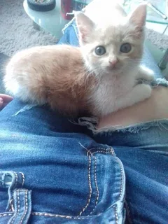 Chat perdu Croisé