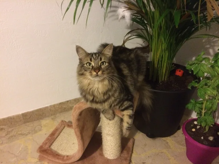 Billy