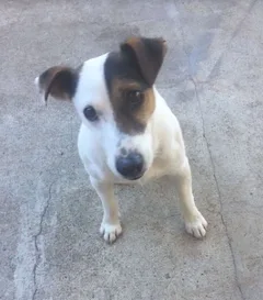 Chien perdu Jack-Russell-Terrier