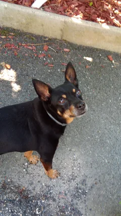 Chien perdu Pinscher