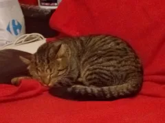 Chat trouvé Bengal