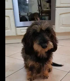 Chien perdu Teckel