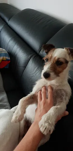 Chien perdu Fox-Terrier