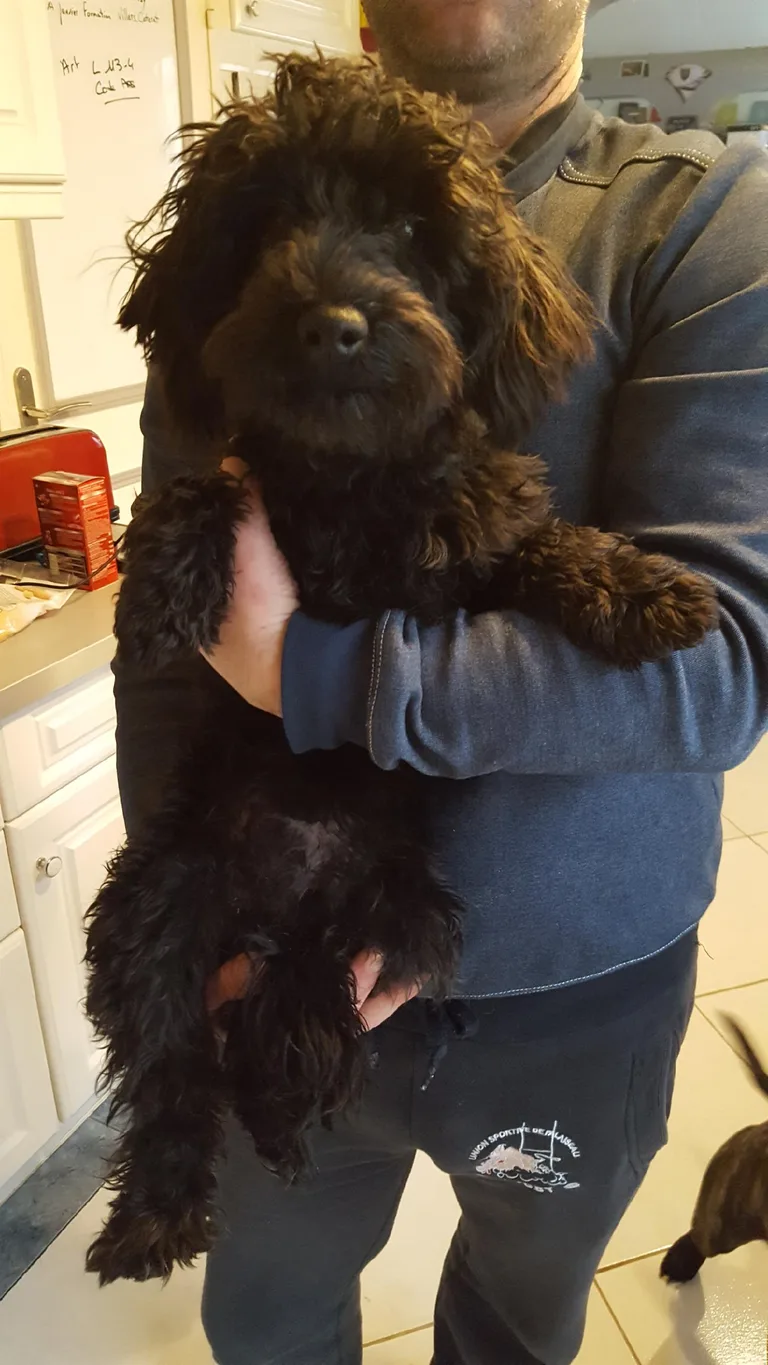 Chien trouvé