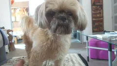 Chien perdu Shitzu