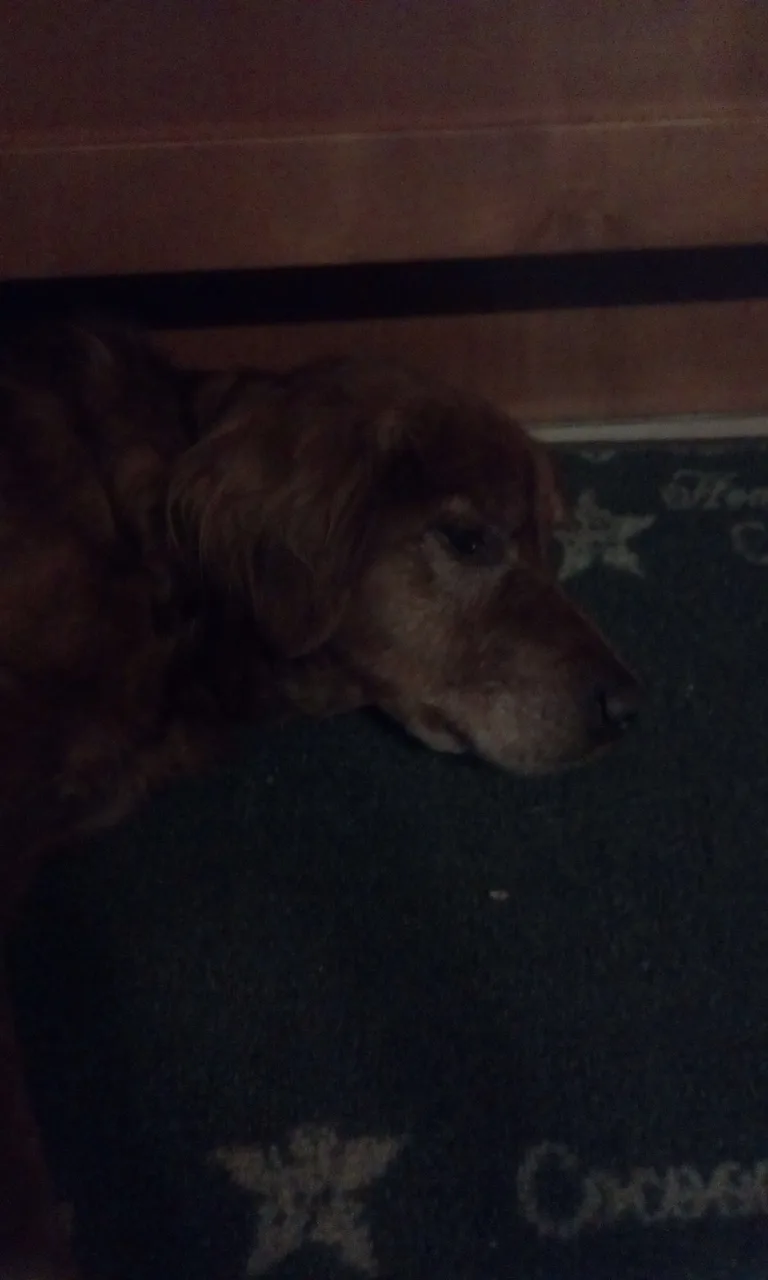Chien trouvé