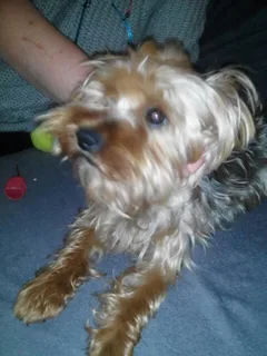 Chien perdu Yorkshire Terrier