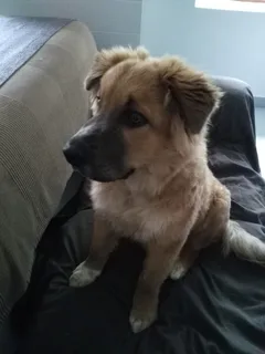 Chien perdu Croisé