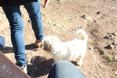 Chien perdu Shitzu