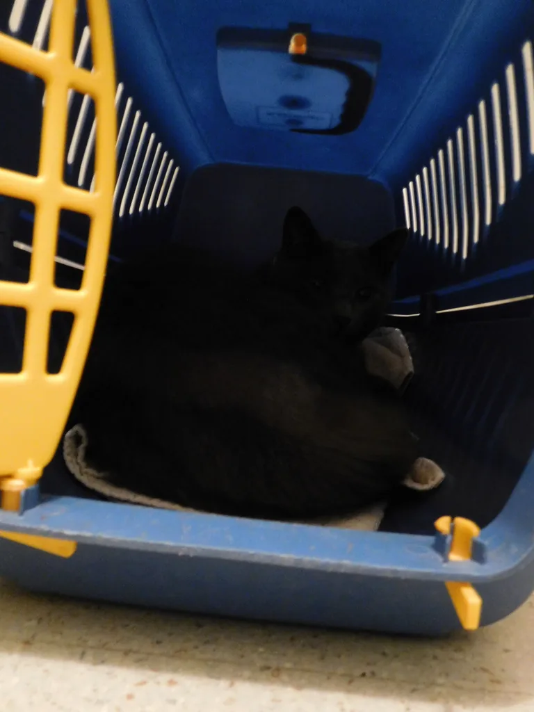 Chat trouvé