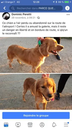 Chien perdu Cocker Anglais