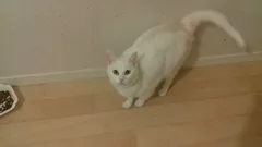 Chat trouvé Européen