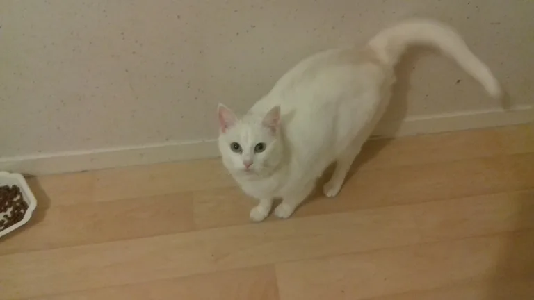 Chat trouvé