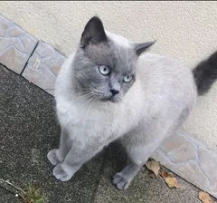 Chat perdu British Shorthair