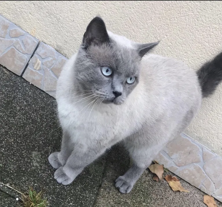 Symba