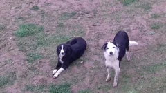 Chien trouvé Border Collie