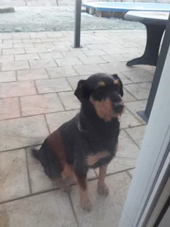 Chien trouvé Chien d'arrêt Allemand à poil dur