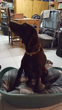 Chien trouvé Braque Allemand