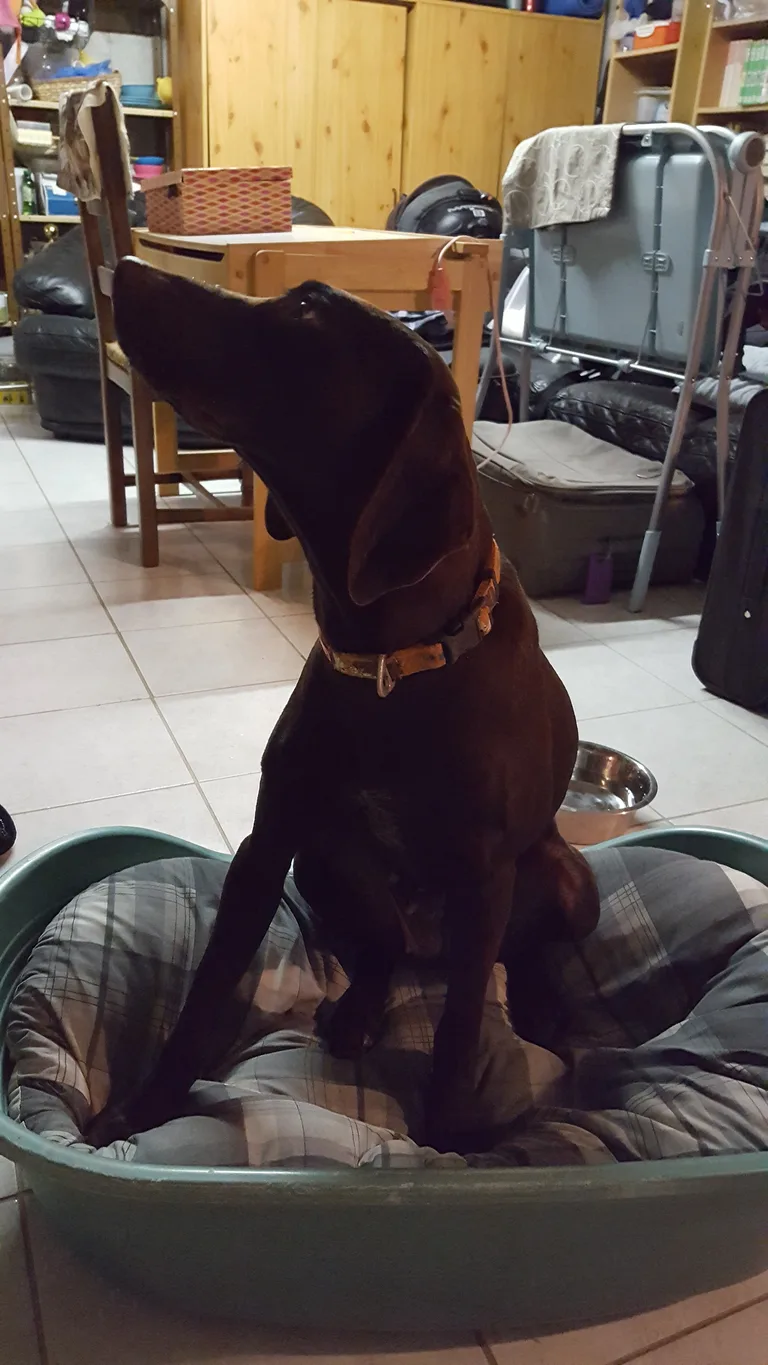 Chien trouvé