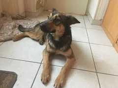 Chien trouvé Berger Allemand